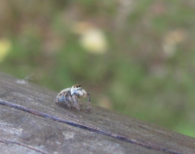 Carrhotus xanthogramma - Sostegno (BI)